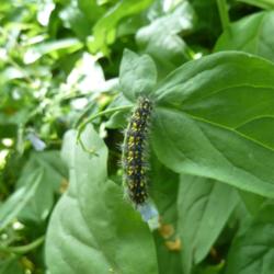 Location: My garden, Calgary, Alberta, Canada; zone 3.
Date: 2013-06-08
Host for Police Car Moth (Gnophaela vermiculata)