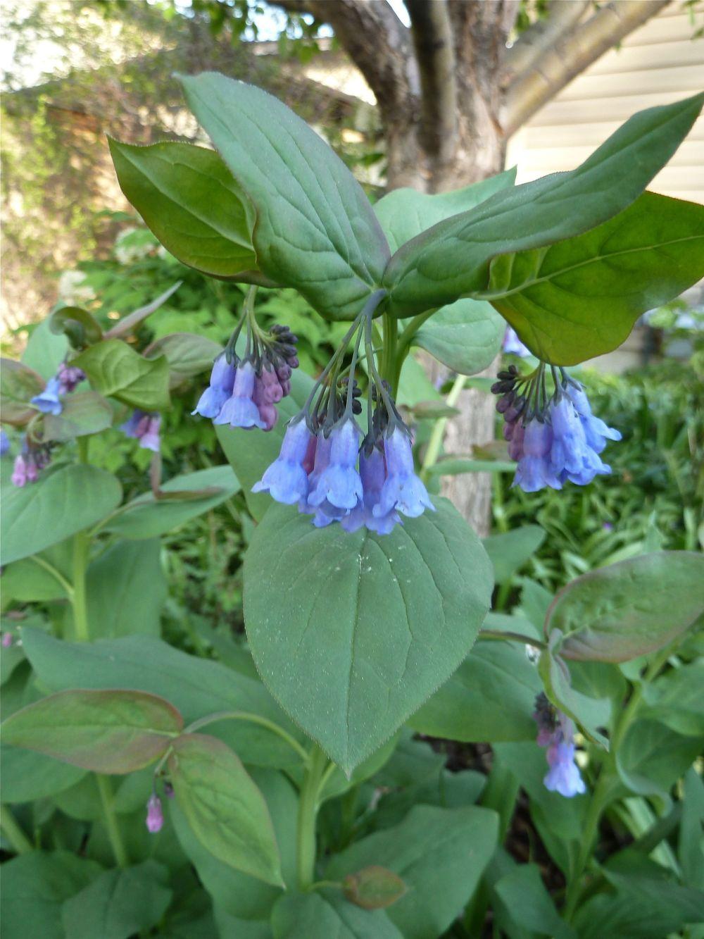 Photo of Tall Fringed Bluebells (Mertensia ciliata) uploaded by growitall