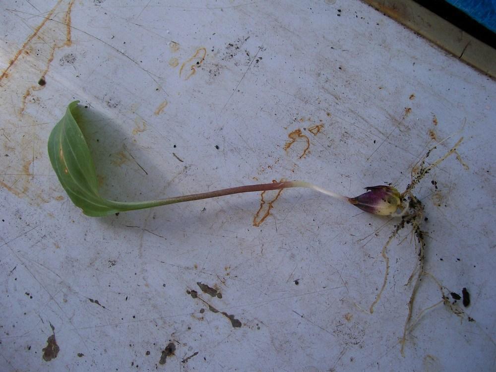 Photo of Lily (Lilium leucanthum var. centifolium Black Dragon Group) uploaded by gwhizz