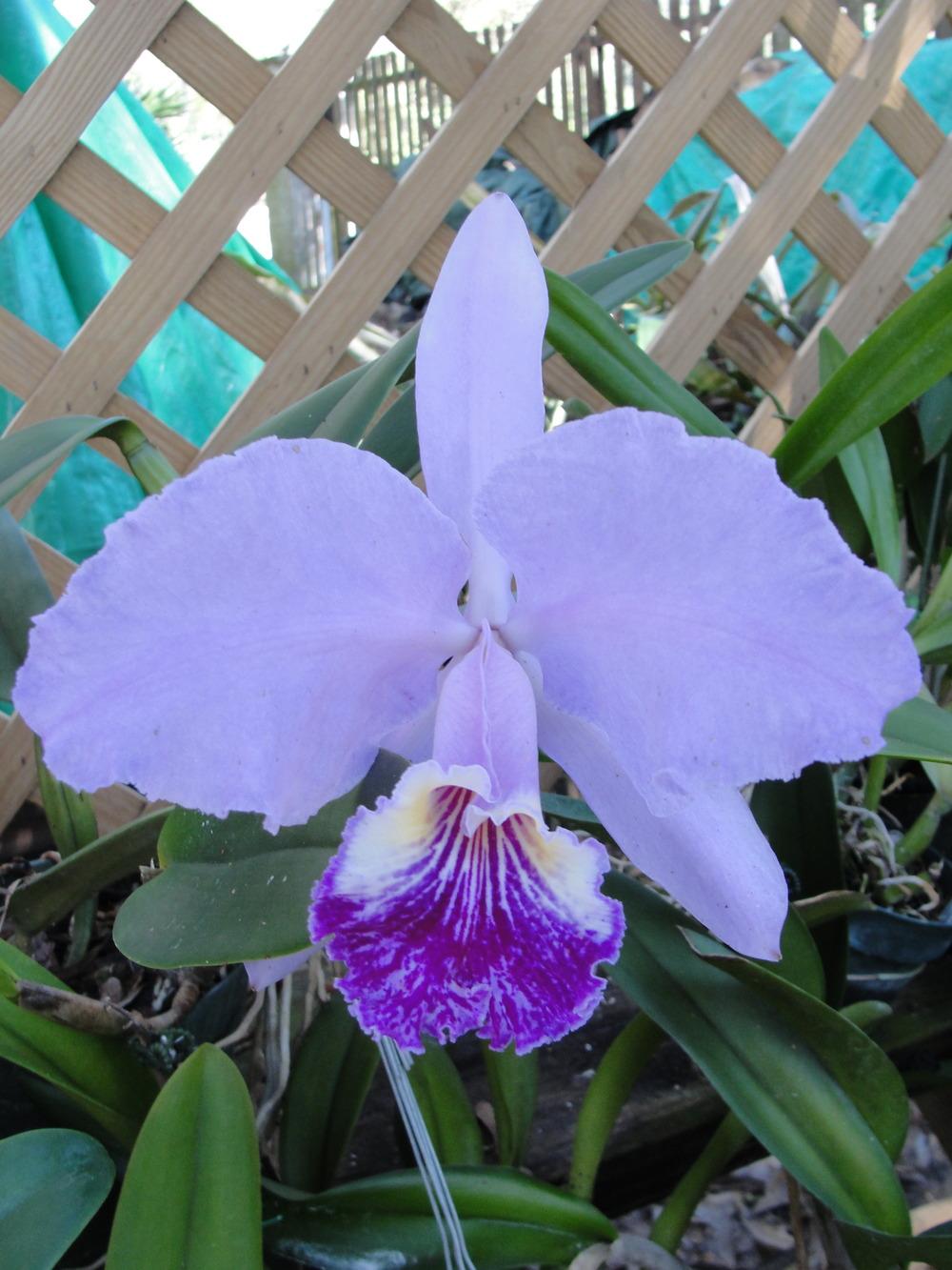 Photo of Orchid (Cattleya lueddemanniana 'Arthur Chadwick') uploaded by mellielong