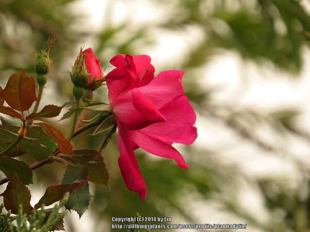 Photo of Rose (Rosa 'Knock Out') uploaded by plantladylin