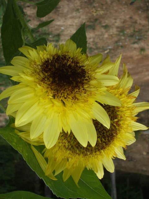 Photo of Sunflower (Helianthus annuus 'Lemon Eclair') uploaded by poisondartfrog
