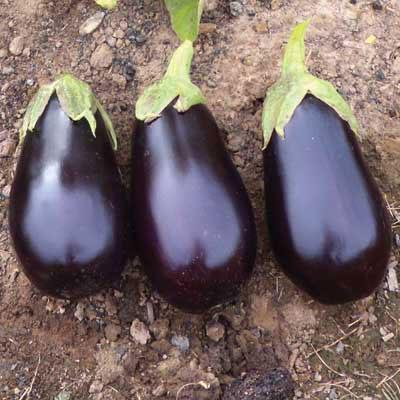 Photo of Eggplant (Solanum melongena 'Traviata') uploaded by vic