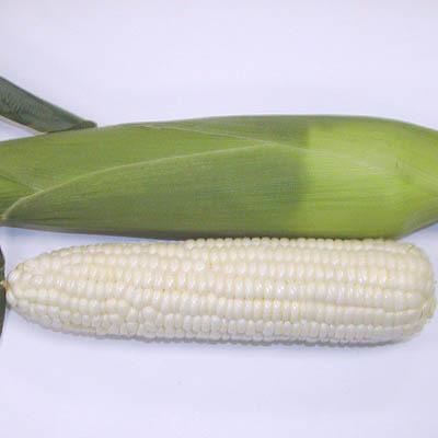 Photo of Sweet Corn (Zea mays subsp. mays 'SugarPearl') uploaded by vic