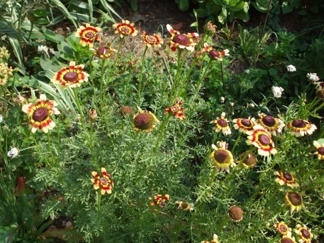 Photo of Tricolor Chrysanthemum (Ismelia carinata) uploaded by poisondartfrog