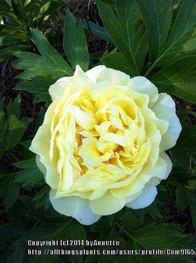 Photo of Intersectional Peony (Paeonia 'Bartzella') uploaded by Cem9165