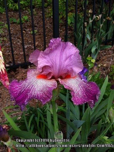 Photo of Tall Bearded Iris (Iris 'Anything Goes') uploaded by Cem9165