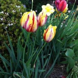 Location: Front garden
Date: 2012-03-28
Tulip La Courtine planted with Narcissus Tahiti