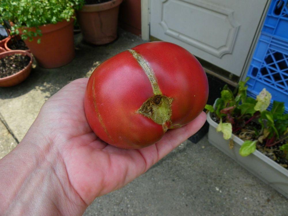 Photo of Tomato (Solanum lycopersicum 'Cherokee Purple') uploaded by Newyorkrita
