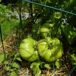 Location: Long Island, NY 
Date: 2012-07-23
Green tomatoes on the vine