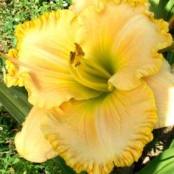 Location: Southeast Indiana
Date: July
Daylily 'Crystelle's Love'