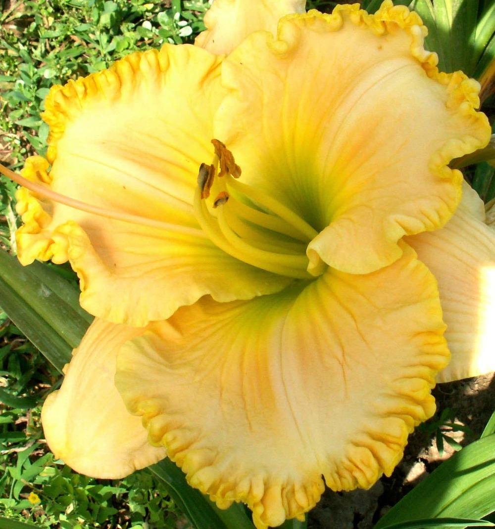 Photo of Daylily (Hemerocallis 'Crystelle's Love') uploaded by diggit
