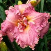 Daylily 'Sister of Praise'