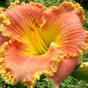 Daylily 'Icing on the Cake'