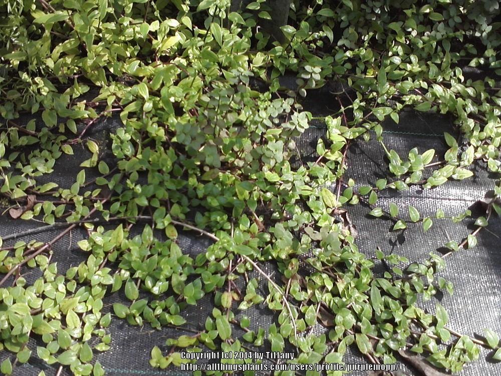 Photo of Inch Plant (Callisia cordifolia) uploaded by purpleinopp