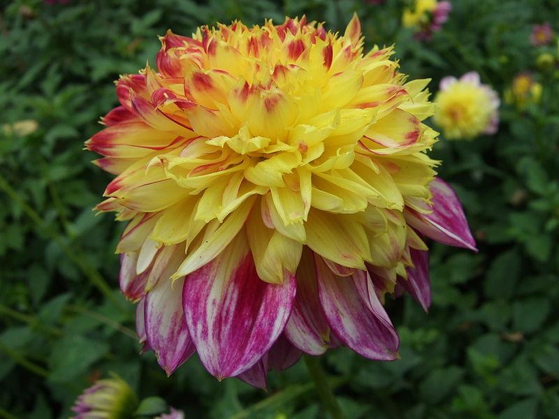 Photo of Anemone Flowered Dahlia (Dahlia 'Boogie Woogie') uploaded by robertduval14