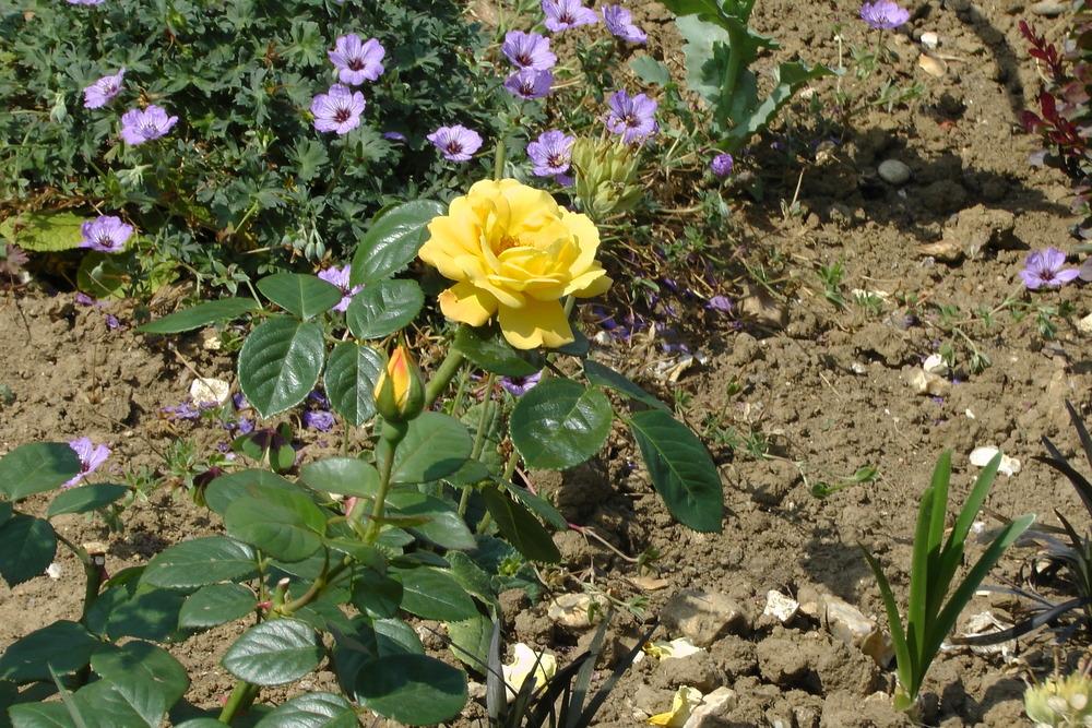 Photo of Floribunda Rose (Rosa 'Arthur Bell') uploaded by Alya