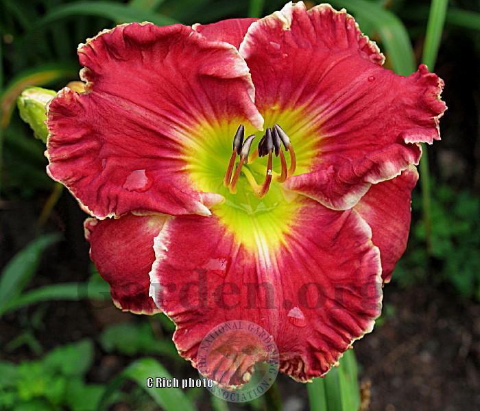 Photo of Daylily (Hemerocallis 'Truth About Love') uploaded by Char