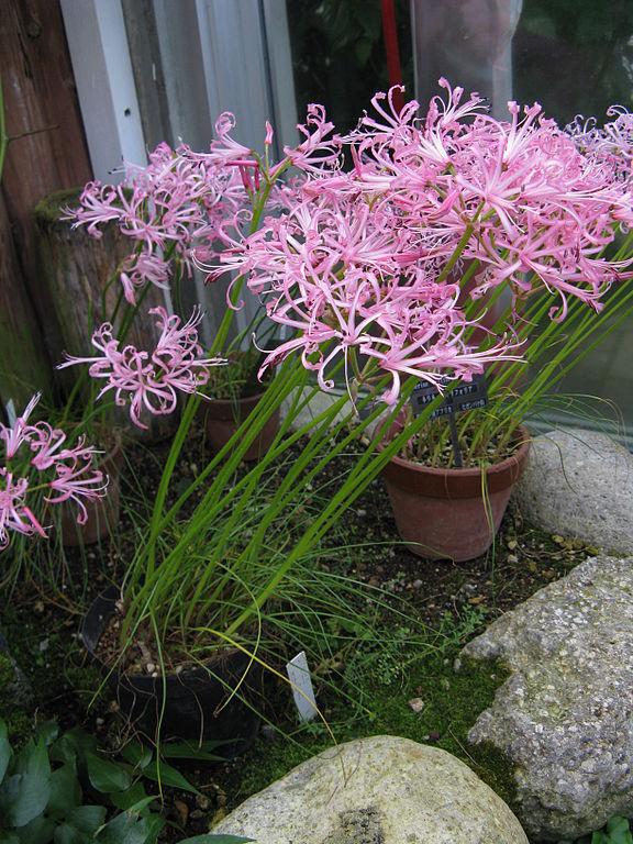 Photo of Guernsey Lily (Nerine filifolia) uploaded by SongofJoy