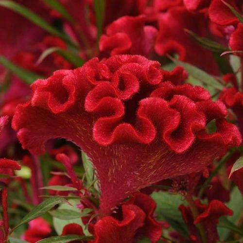 Photo of Cockscomb (Celosia argentea 'Twisted Red') uploaded by SongofJoy