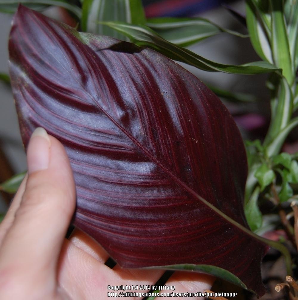 Photo of Pin Stripe Plant (Goeppertia ornata) uploaded by purpleinopp
