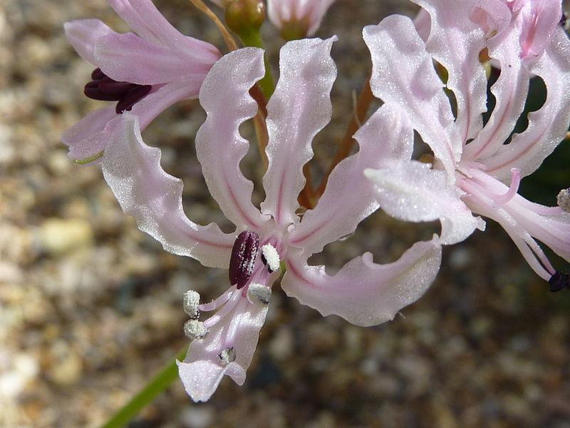 Photo of Guernsey Lily (Nerine filifolia) uploaded by robertduval14