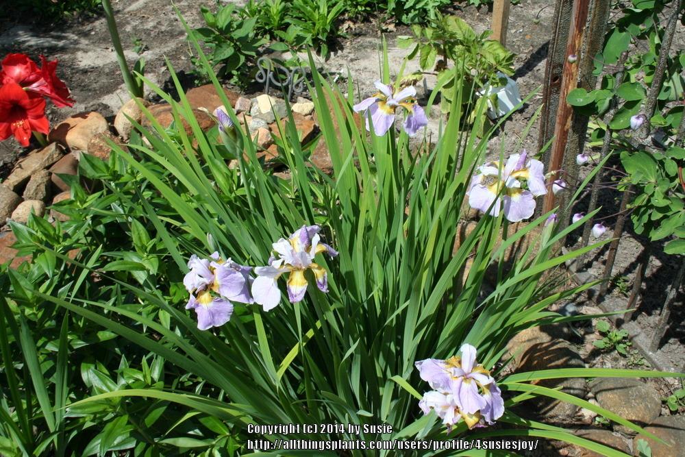Photo of Siberian Iris (Iris 'Rikugi Sakura') uploaded by 4susiesjoy