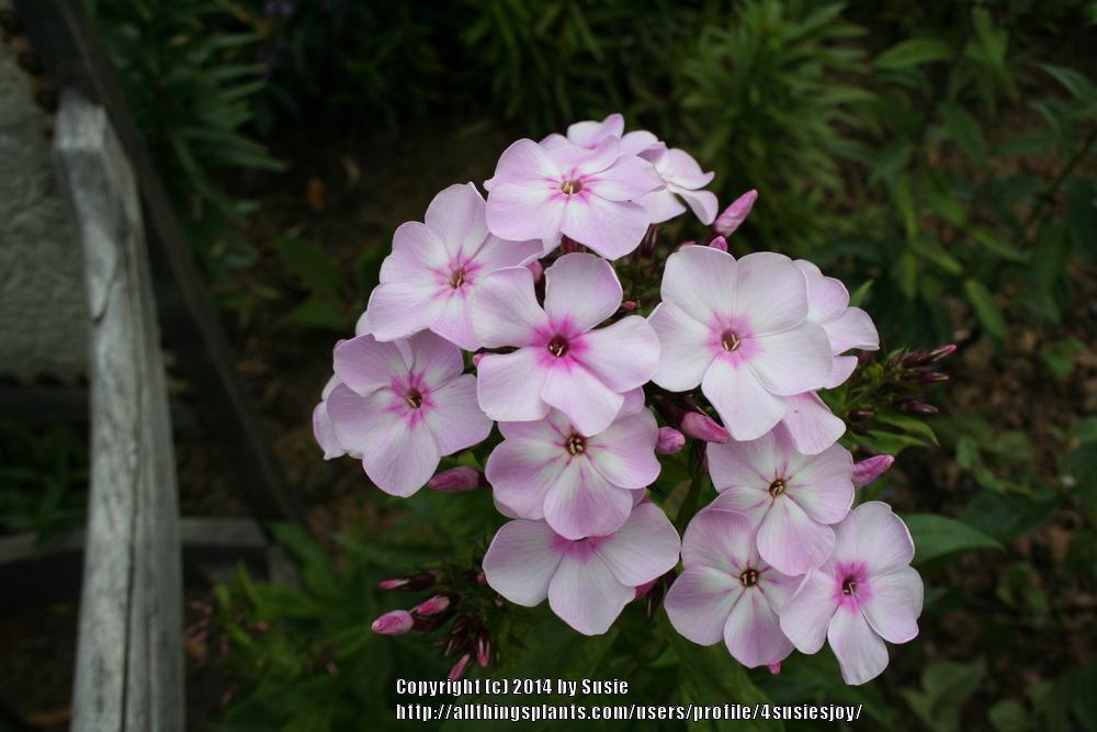 Photo of Garden Phlox (Phlox paniculata Flame™ Light Pink) uploaded by 4susiesjoy