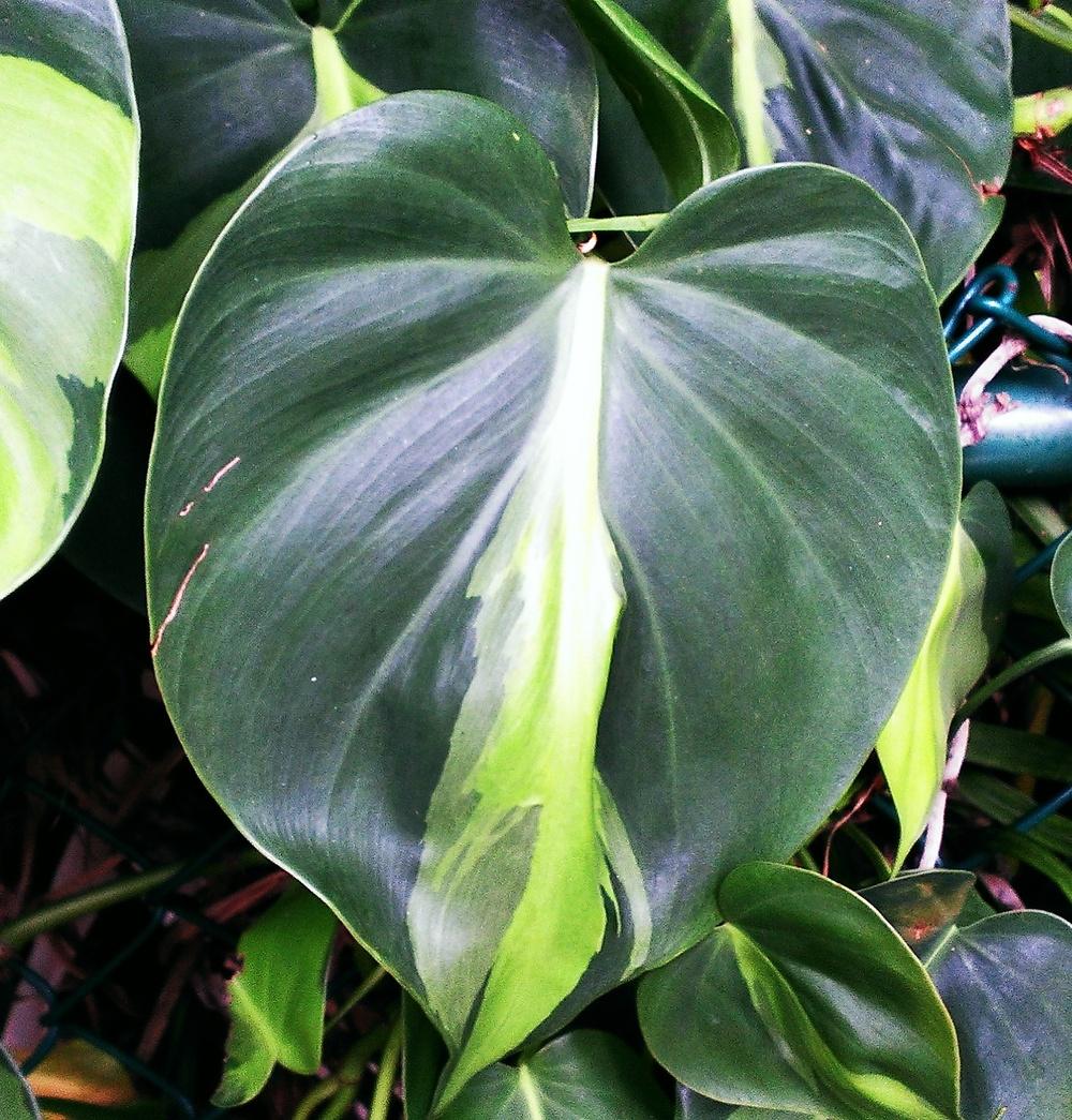 Photo of Philodendron (Philodendron hederaceum var. oxycardium 'Brasil') uploaded by Dutchlady1
