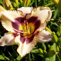 Location: Dreamy Daylilies - Chatham-Kent, Ontario   5b
Date: 2008-07-15