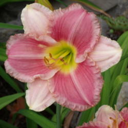 Location: Dreamy Daylilies - Chatham-Kent, Ontario   5b
Date: 2011-07-28