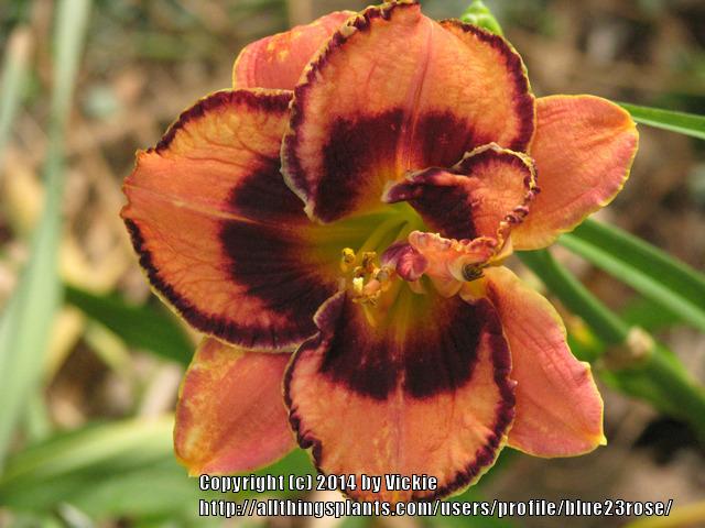 Photo of Daylily (Hemerocallis 'Awesome Blossom') uploaded by blue23rose