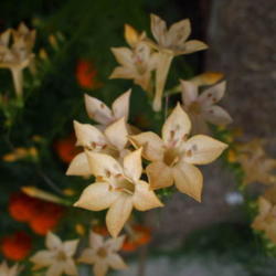 
Ipomopsis rubra, occasional yellow bloom