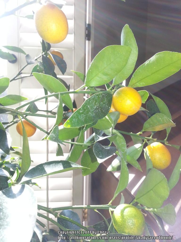 Photo of Kumquat (Citrus japonica) uploaded by ShadyGreenThumb