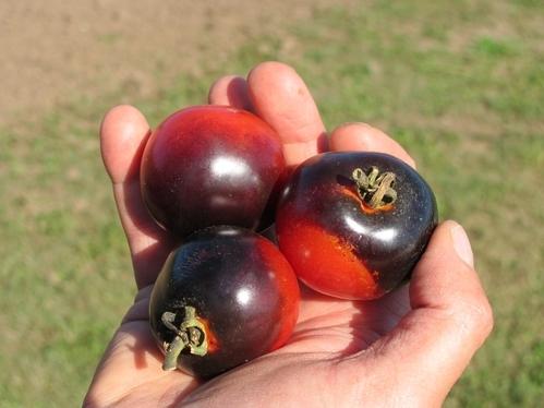 Photo of Tomato (Solanum lycopersicum 'Indigo Rose') uploaded by SongofJoy