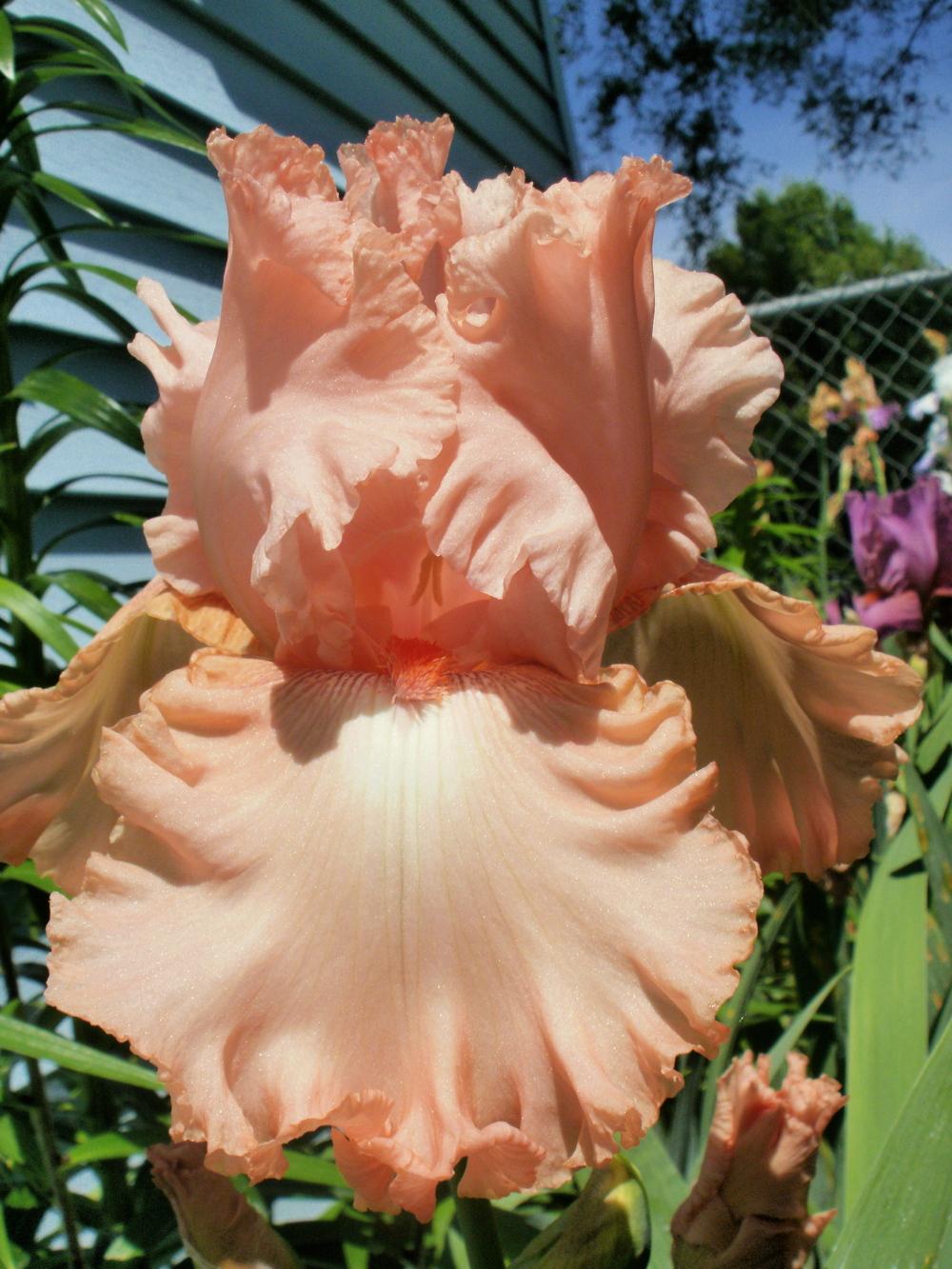 Photo of Tall Bearded Iris (Iris 'Bubble Dancer') uploaded by bramedog