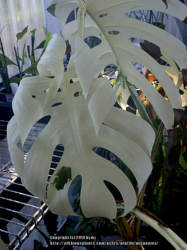 Photo of White Variegated Monstera (Monstera deliciosa 'Albovariegata') uploaded by mjsponies