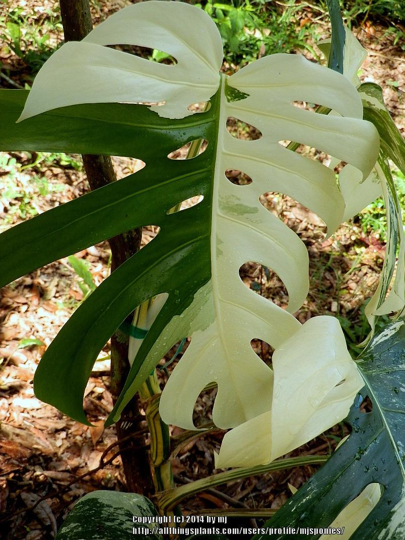 Photo of White Variegated Monstera (Monstera deliciosa 'Albovariegata') uploaded by mjsponies