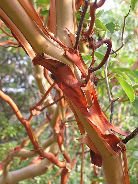 Photo of Grecian StrawberryTree (Arbutus andrachne) uploaded by robertduval14