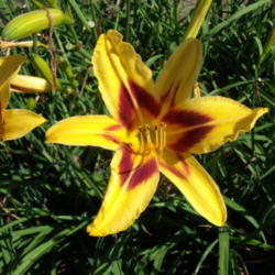 Location: Dreamy Daylilies - Chatham-Kent, Ontario   5b
Date: 2013-07-25