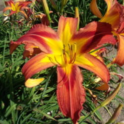 Location: Dreamy Daylilies - Chatham-Kent, Ontario   5b
Date: 2013-07-25
