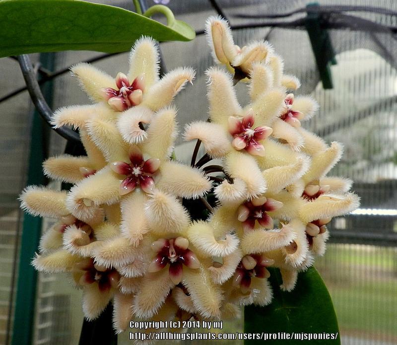 Photo of Wax Plant (Hoya buotii) uploaded by mjsponies