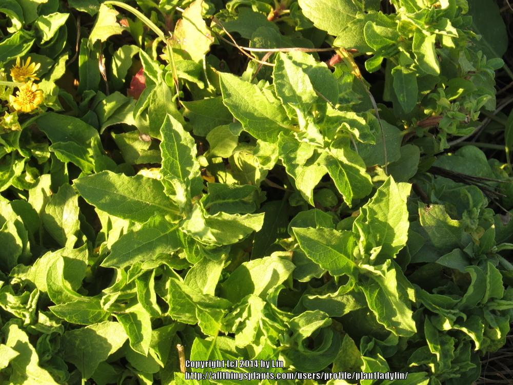 Photo of Camphor Weed (Heterotheca subaxillaris) uploaded by plantladylin