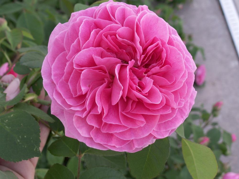 Photo of Rose (Rosa 'Gertrude Jekyll') uploaded by CatHill