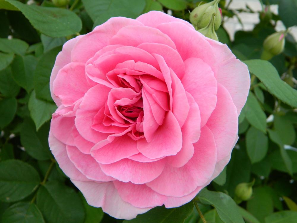 Photo of Rose (Rosa 'Gertrude Jekyll') uploaded by CatHill