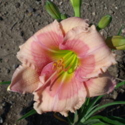 Location: Dreamy Daylilies - Chatham-Kent, Ontario   5b
Date: 2013-07-19