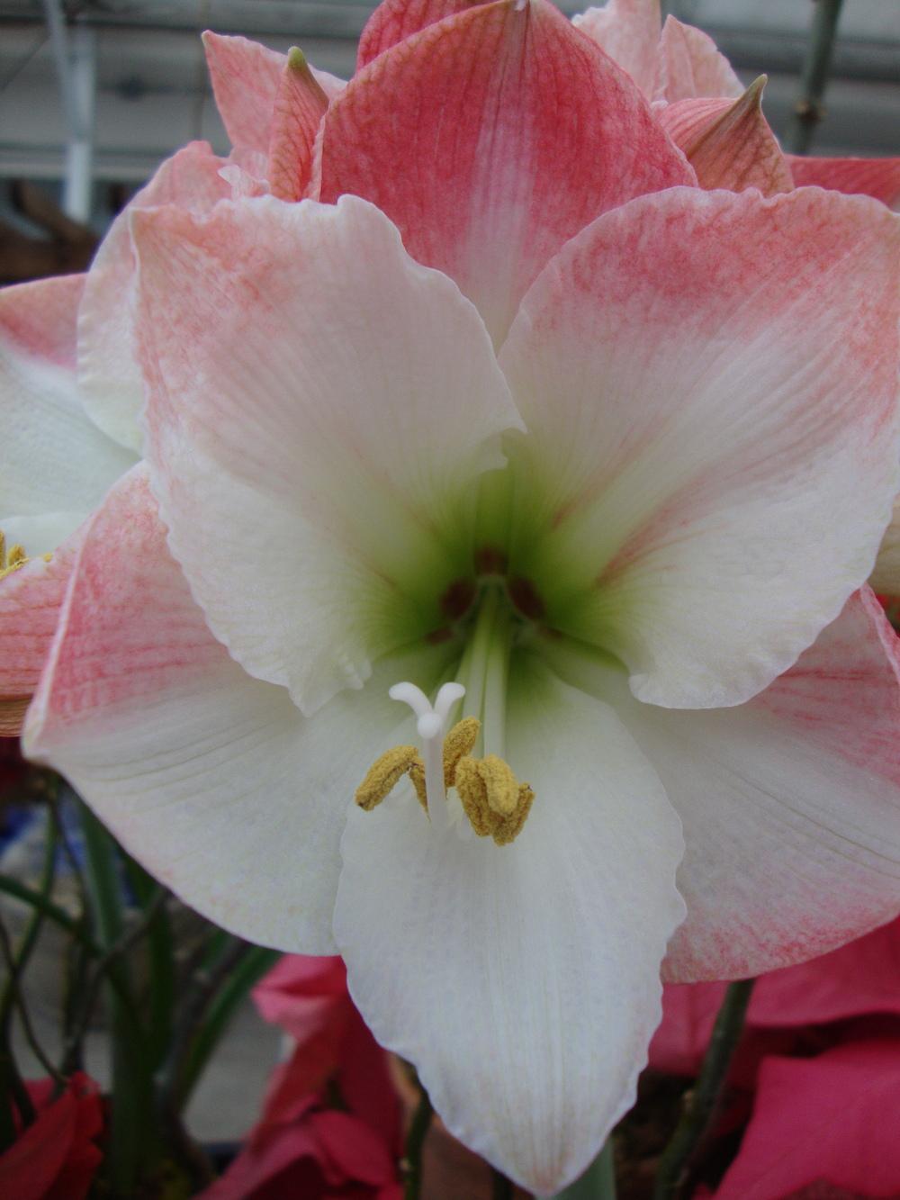 Photo of Amaryllis (Hippeastrum 'Apple Blossom') uploaded by Paul2032