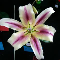 Location: Claremont Flower Show -Tasmania
Date: 11-1-14