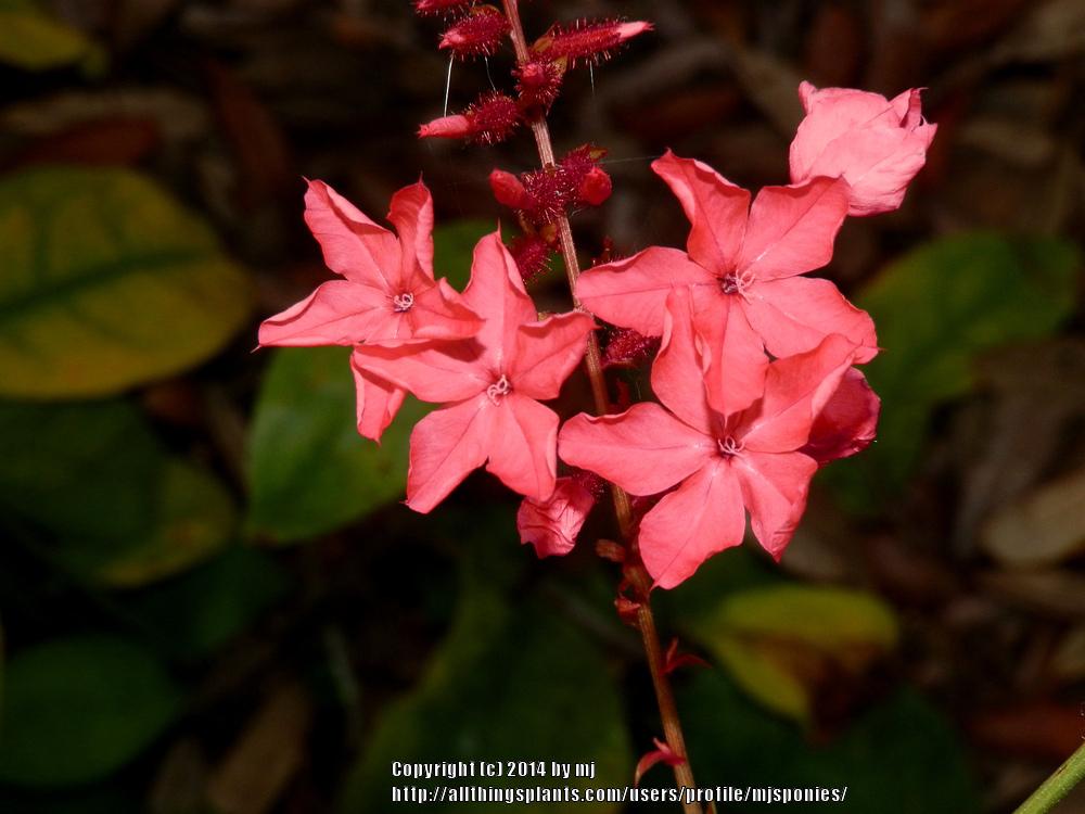 Photo of Scarlet Leadwort (Plumbago indica) uploaded by mjsponies
