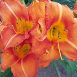 Location: Dreamy Daylilies - Chatham-Kent, Ontario   5b
Date: 2013-07-17